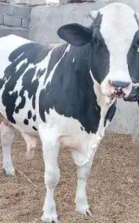 قصاب سیار هستم