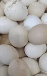 تخم مرغ گیلین نطفه دار موجود است قیمت ارزان