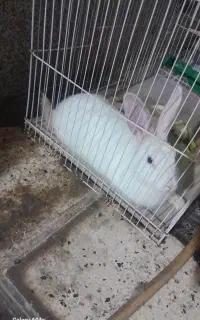 خرگوش