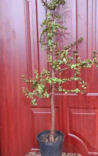 بونسای پرتولاکاریا افرا