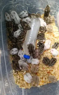 همستر