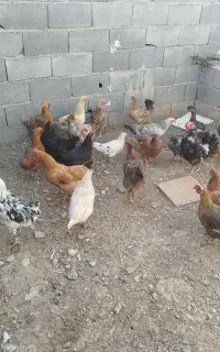 مرغ و خروس