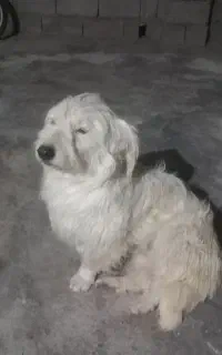 سگ پاکوتاه