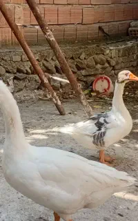 دو عدد غاز محلی تقریبا ۷ ماهه