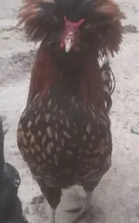 خروس