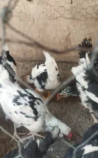 نیمچه خروس گلین
