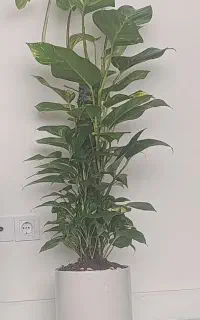 گل قشنگ