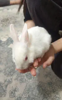 خرگوش