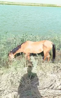 شادگان
