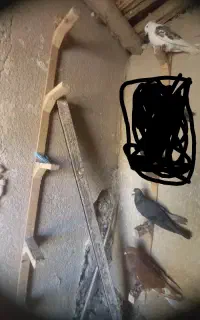 کبوتر کفتر