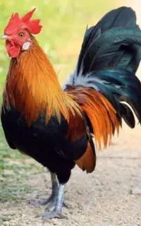 فروش خروس محلی