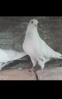 کبوتر سفید