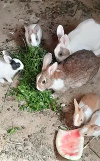 خرگوش نر و ماده بالغ