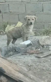 پاپی