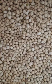 حبوبات