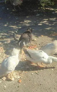 اردک