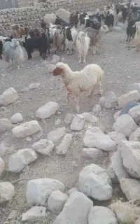 فروش بره