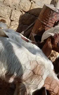 تویشک چاق