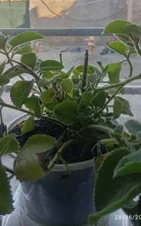 چهار مدل گل به فروش می‌رسد