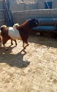 پازن بذری پاکستانی سه ساله