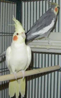 عروس هلندی بالغ