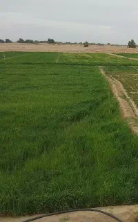 کاه گندم و جو