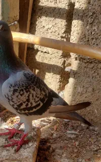 کبوتر مسافتی