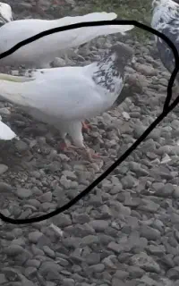کبوتر گمشده