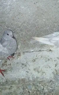 کبوتر