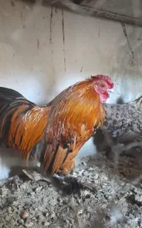 خروس و مرغ منیاتوری