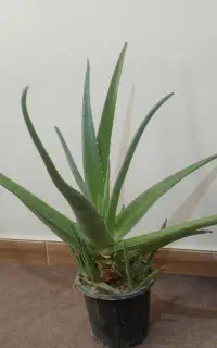 گل الوورا