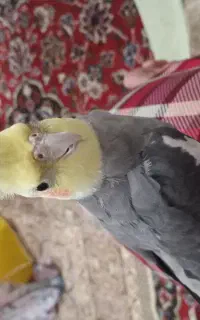 عروس هلندی نر سخنگو گم شده