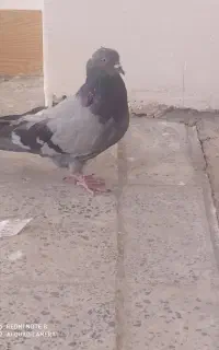 کبوتر