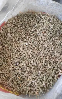 اسفند درجه یک