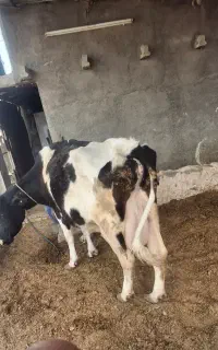 گاو دورگ