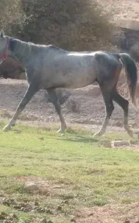 اسبب