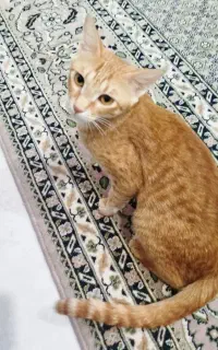 واگذاری گربه