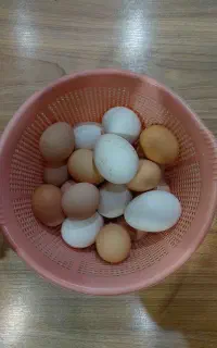 تخم مرغ و بوقلمون محلی