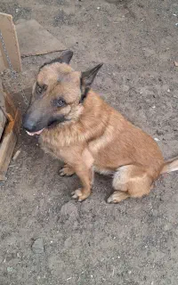 سگ. گمشده. نژاد مالینویز