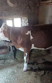 گوساله 13ماه