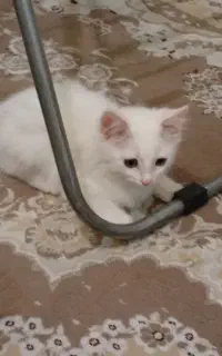 واگذاری  بچه گربه دوماهه