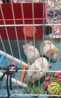 سه تاهمستربازیگوش