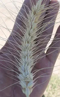 بذر گندم اوکراینی با تناژ بالا