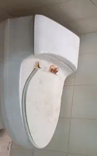 توالت فرنگی