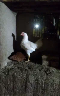 سه عددخروس پنج