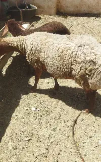 میش بره دار با بره