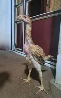 لاری،جوجه‌مرغ‌اوشامو‌