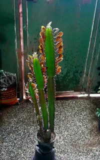 گل های رنگارنگ