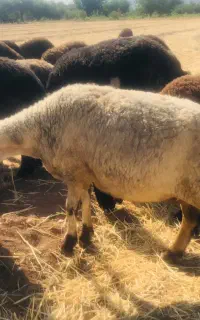 دو جفت میش