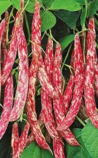 کارگر زرنگ و وارد به چیدن لوبیا چیتی فوری میخوام